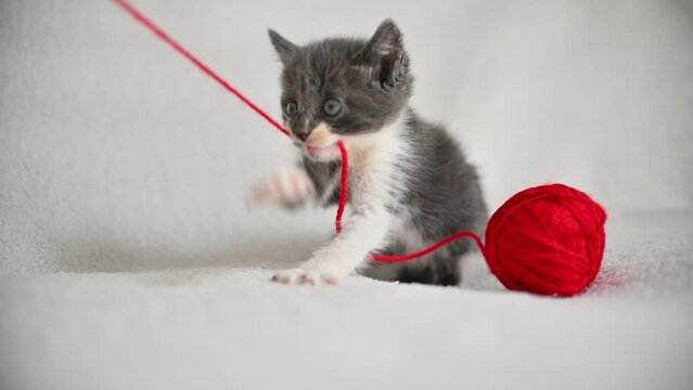 fluffy gray cat plays with a ball of thread, pets
