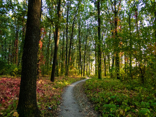 path in the forest