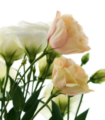 eustoma flowers growing on a white background