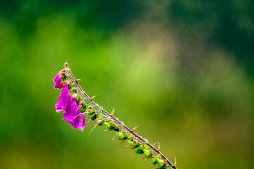 Purple flower in the forest during the rain