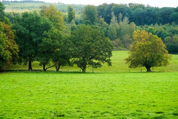 Grünes Landschaft Panorama mit Wiese und Bäumen bei Sonne am Nachmittag im Spätsommer