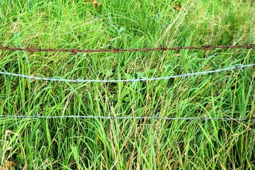 Stacheldrahtzaun vor Wiese mit hohem grünen Gras am Nachmittag im Spätsommer