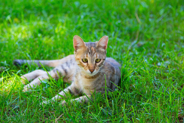 Naklejka na ściany i meble Adorable striped cat plays on the grass in summer time, lying down and standing, looking around and watching something. Life of the stray animals in city public parks
