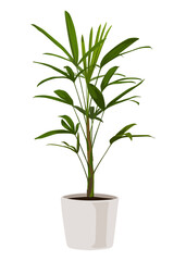 Broadleaf lady palm in a pot, Vector cartoon style, houseplant, Ornamental plant