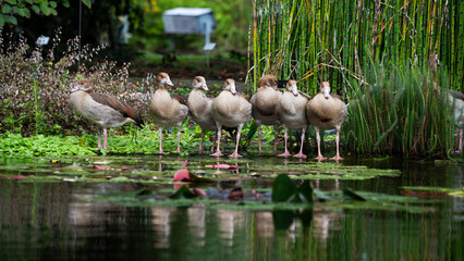 Gänse stehen in einer Reihe © Matthias