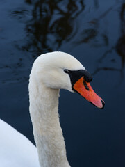 portrait of a swan on blue water