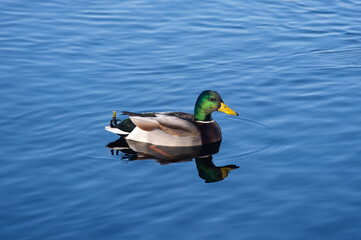 Obraz premium male mallard swims on the water