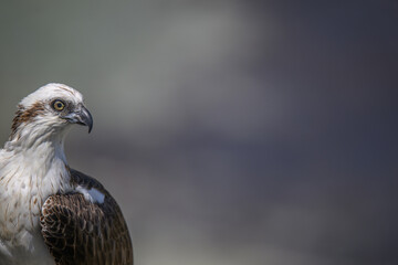 Eastern Osprey Western Australia