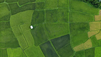 Papier Peint photo Lavable Vert top view agricultural landscape areas the green and yellow rice