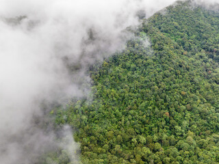 Mist on tropical rainforest mountain, Tropical forests can increase the humidity in air and absorb carbon dioxide from the atmosphere.