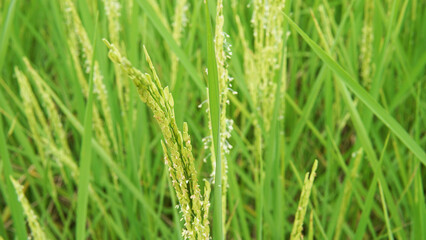 Fototapeta na wymiar Closeup paddy rice field with green leaf in autumn.