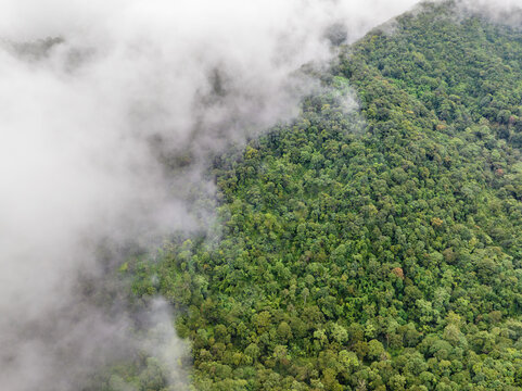 Mist on tropical rainforest mountain, Tropical forests can increase the humidity in air and absorb carbon dioxide from the atmosphere. © toa555