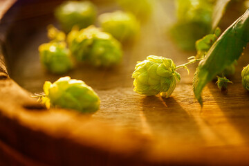 Fresh green hops on a old wooden barrel