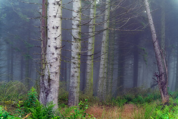 forest in fog , Birches in the fog, Redmires Reservoir