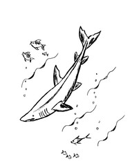 cartoon shark drawn with a black outline on a white background
