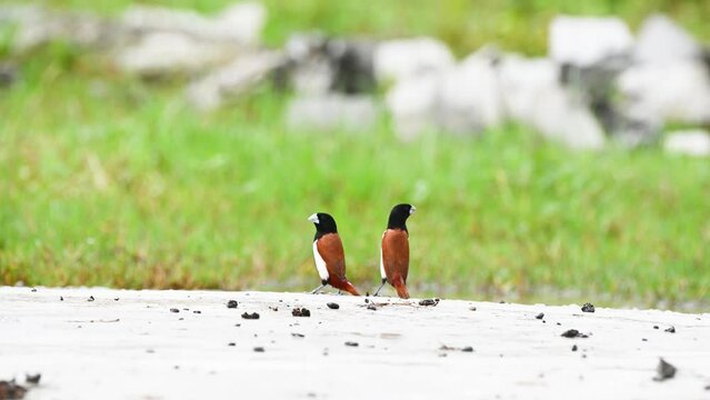 Tricoloured munia
