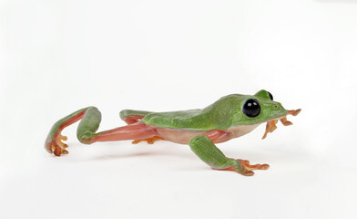 Schwarzaugenlaubfrosch // Morelet's tree frog (Agalychnis moreletii)