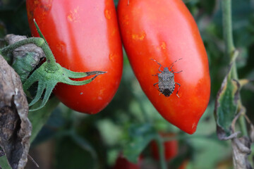 Close-up of  brown marmorated shield bug on long ripe red tomatoes growing on plant in the...