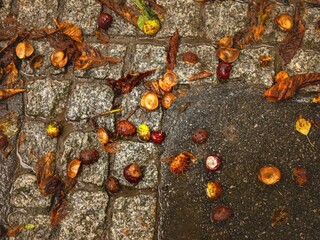 Cmentarz Rakowicki w Krakowie w deszczowy, jesienny dzień - obrazy, fototapety, plakaty