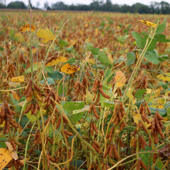 Glycine max agricultural landscape on white. Yellow and green soybean field 