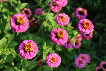 Fototapeta premium Many bright pink Zinnia plant in bloom in the flowerbed on summer on a sunny day