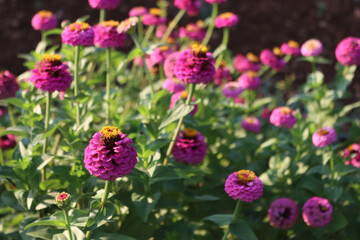 Fototapeta premium Many bright pink Zinnia plant in bloom in the flowerbed on summer on a sunny day