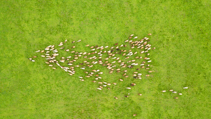Flock of sheep and lamb grazing in the green meadow. Aerial Shot with drone chasing sheep. Sheep In...