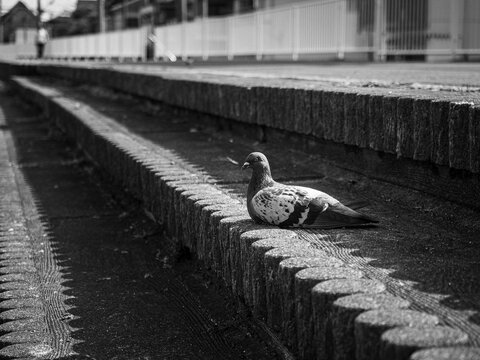 河川敷に佇む鳩
Riverside Tranquility: The Pigeon's Gaze