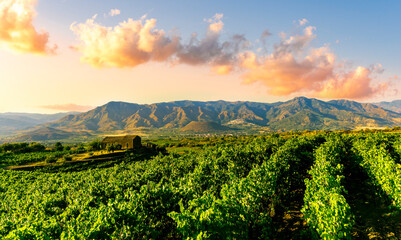 Fototapeta premium green rows of wineyard with grape on a winery during sunset with amazing mountains and clouds on background
