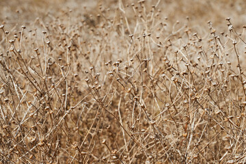 Dry plants with a blurred backdrop as a background.