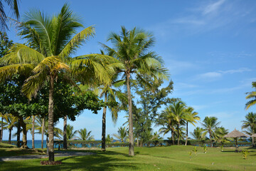 palm trees in the park in sunny day