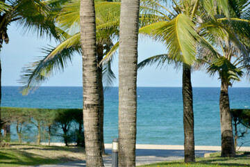 palm trees on the beach near to the blue sea in sunny day