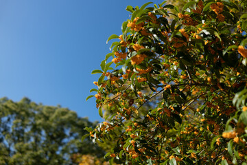 Fototapeta na wymiar Autumn Elegance: Fragrant Osmanthus Blossoms
