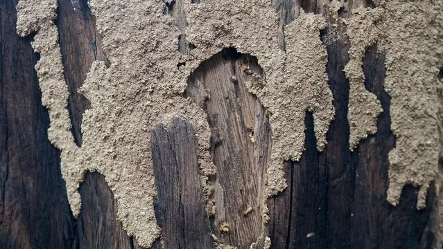 Traces of termites eat wood,animals that destroy wood.