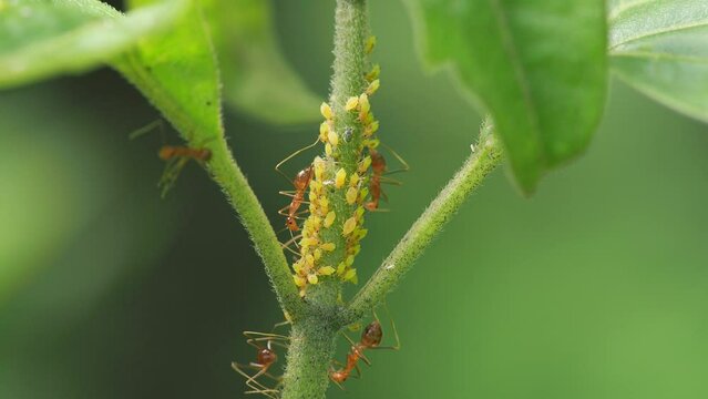 Red ant with aphids on a green stem, macro shot
