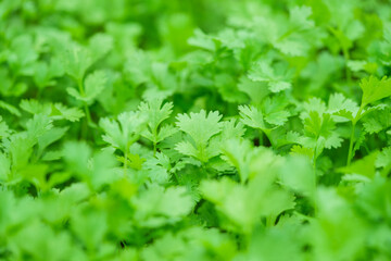 Fototapeta na wymiar The coriander in the soil plot has the morning light shining. among green leaves and soft blurred style for background.