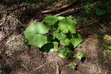Closeup on an isolated White Butterbur plant, Petasites albus in he Austrian alps