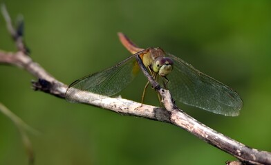 Dragon Fly sitting on a branch