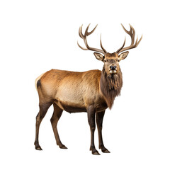 American Elk isolated on white background
