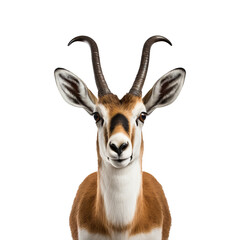 American Pronghorn isolated on white background