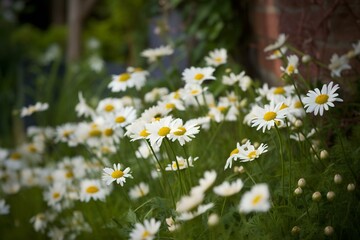 Springtime daisies in the garden. Generative AI