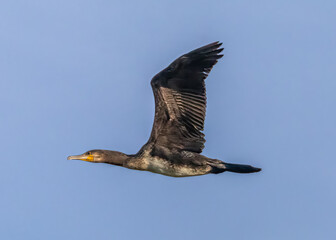 great crested grebe