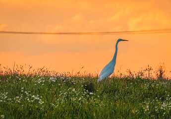 heron at sunset