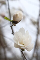 White magnolia flower, side view.