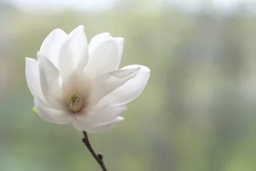 Gordijnen The white magnolia flower is open to the wind. © Soyka