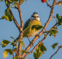 yellow headed woodpecker