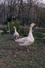 Two geese are walking around the paddock.