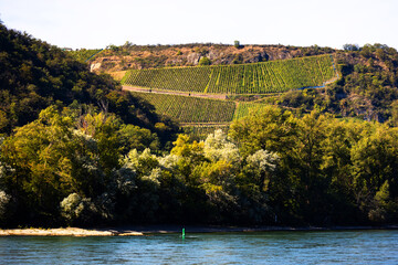 the rhine river with nature and a vineyard in germany