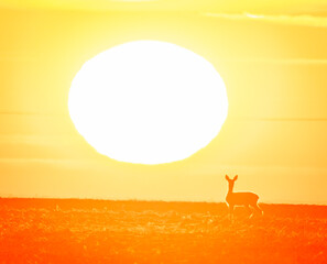 giraffe in the sunset