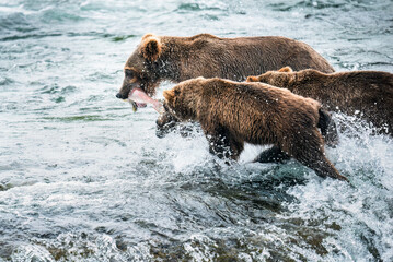 Brown bear mother walking away with salmon in her mouth, her two cubs running toward her. Brooks...